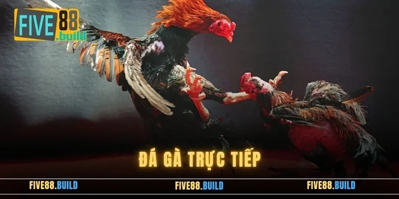 2 sảnh đá gà Five88 chuyên nghiệp